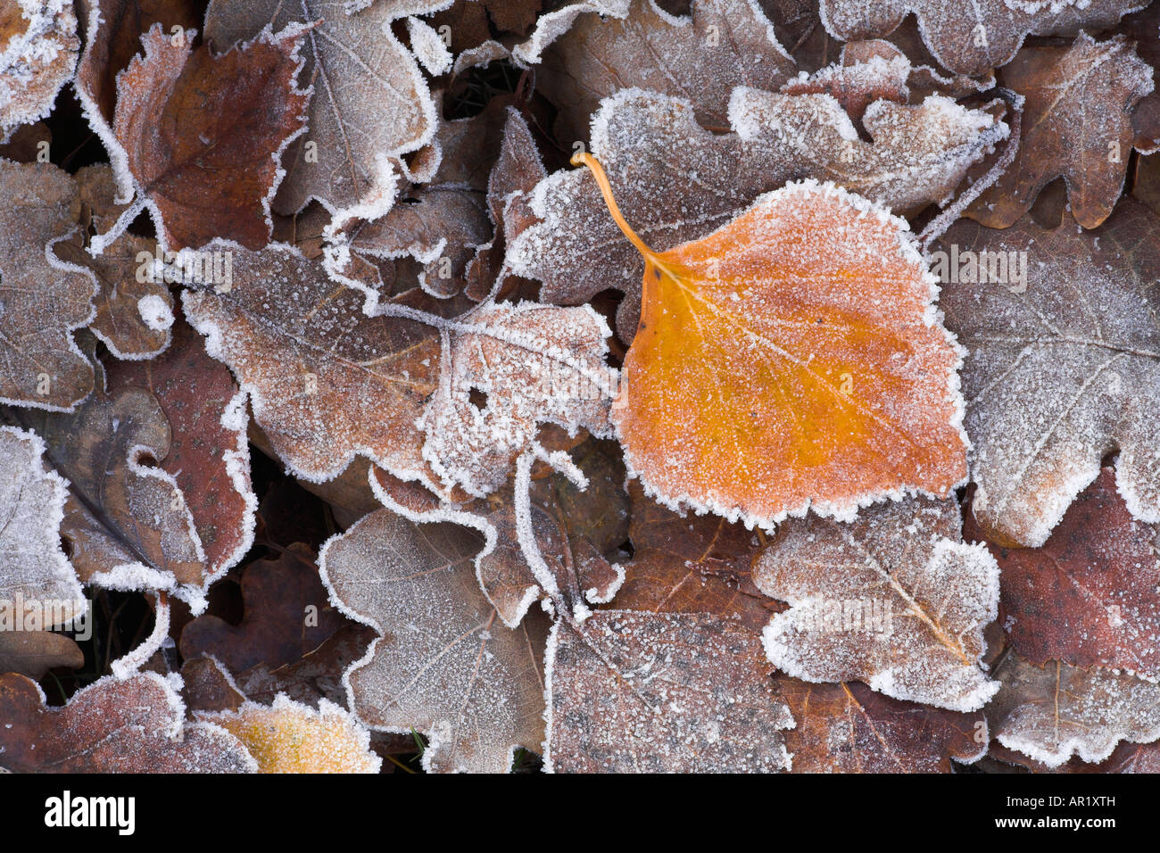 Les feuilles tombées sur le dépoli de landes, le parc national New Forest Banque D'Images