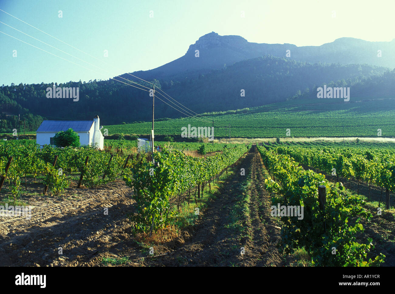 Vignes près de Stellenbosch, Province du Cap, Afrique du Sud. Banque D'Images