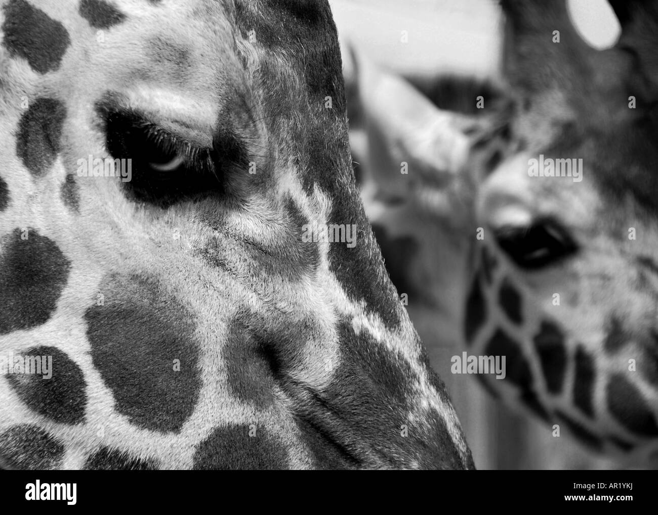 Deux girafes avec de beaux yeux Banque D'Images