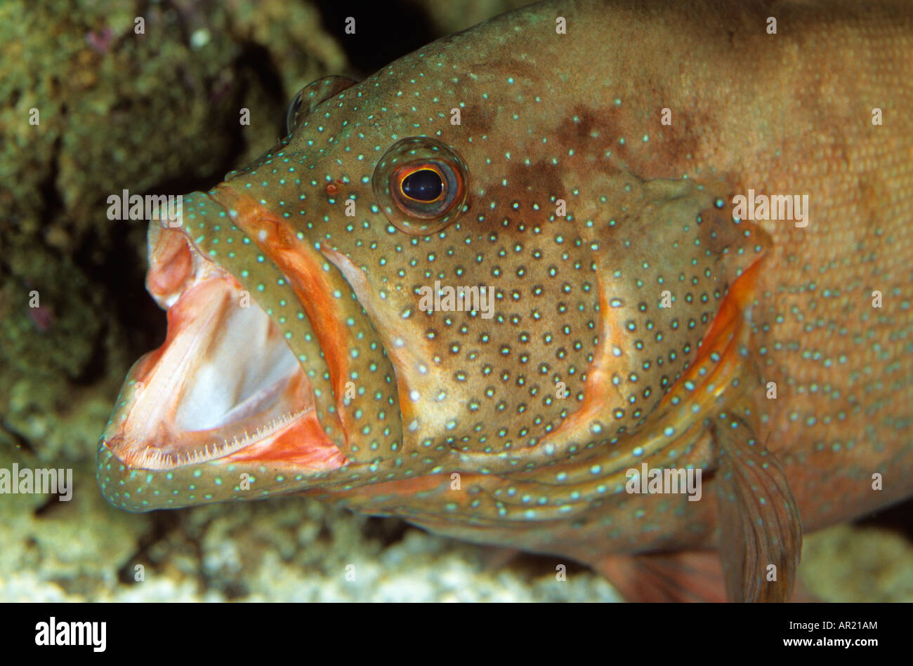 Portrait d'un mérou corail s'ouvrir la bouche Banque D'Images