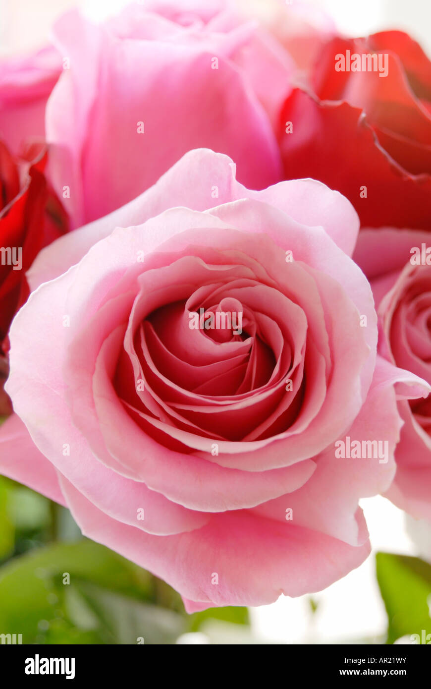 Roses Banque D'Images