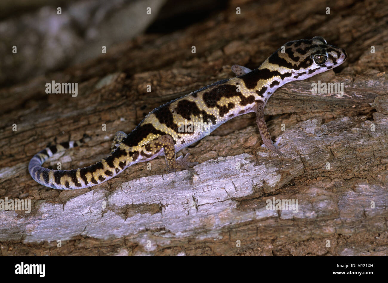 Coleonyx mitratus lizard Nicaragua Banque D'Images