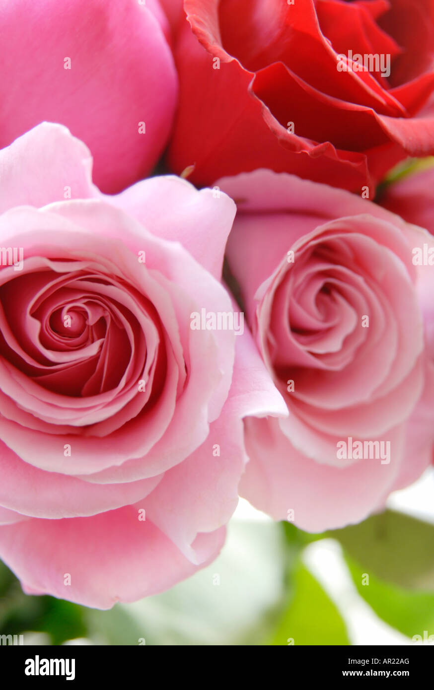 Roses Banque D'Images