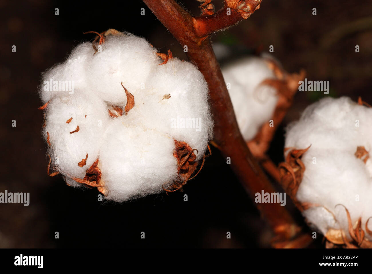 [L'USINE DE COTON Gossypium thurberi], 'close up' Fleur macro montrant blanches boll détail Banque D'Images