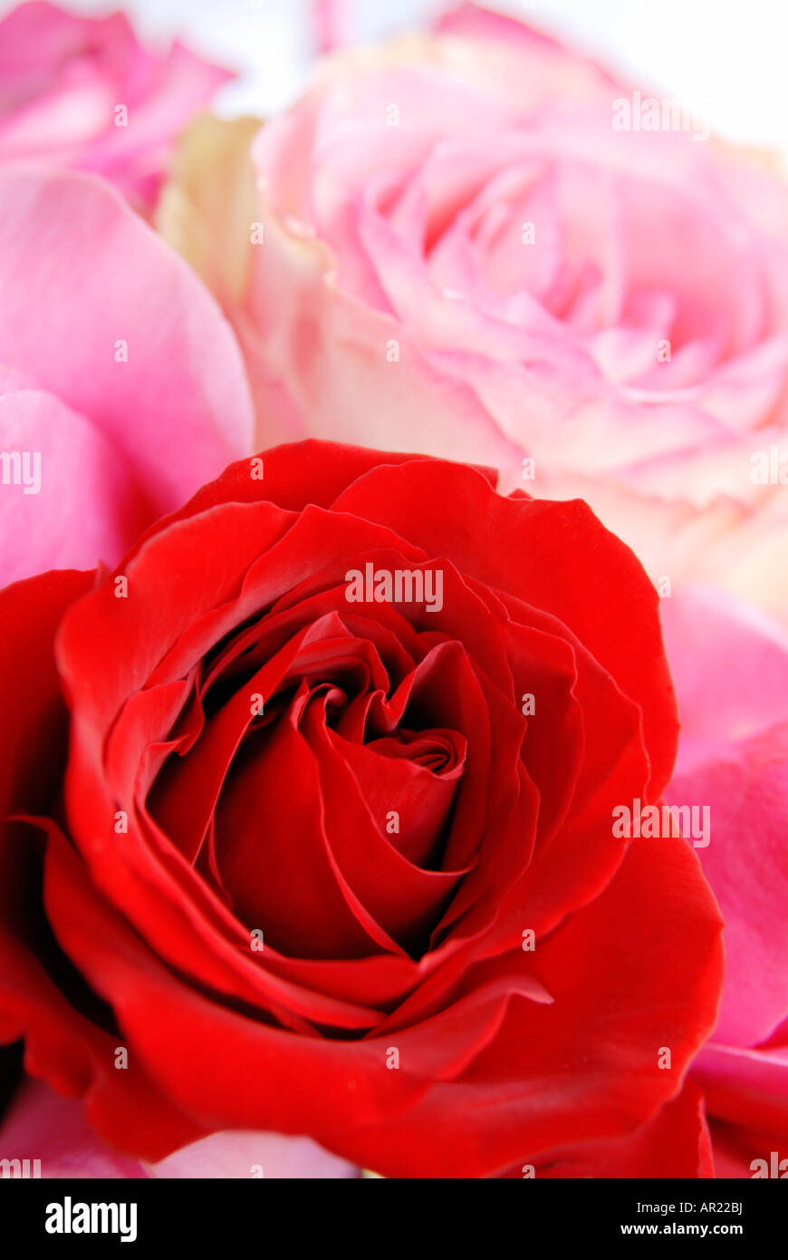 Roses Banque D'Images