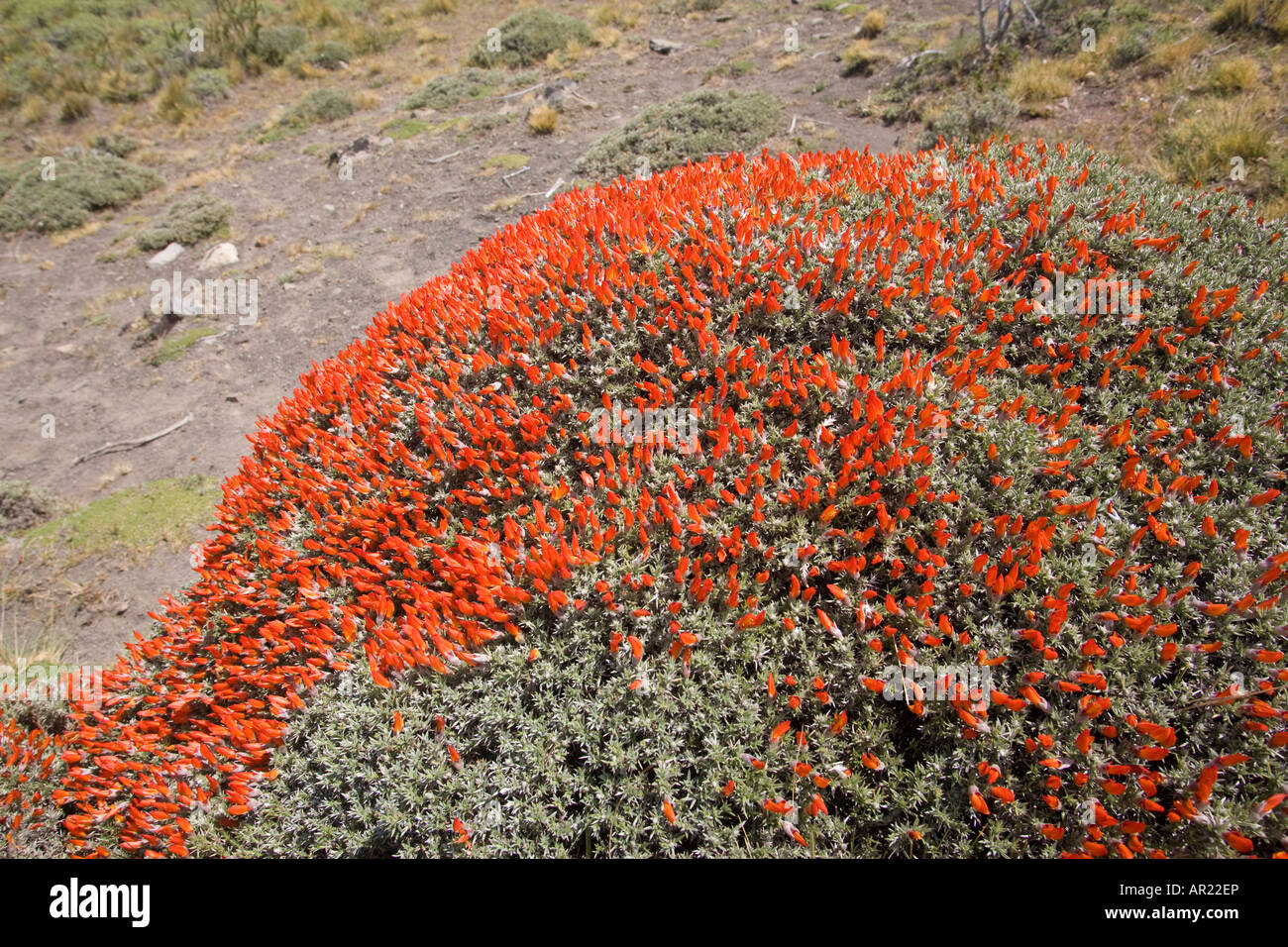 Ou Mataguanaco Anarthrophyllum Neneo plante coussin macho desideratum Parc National Torres del Paine Patagonie Chili Banque D'Images