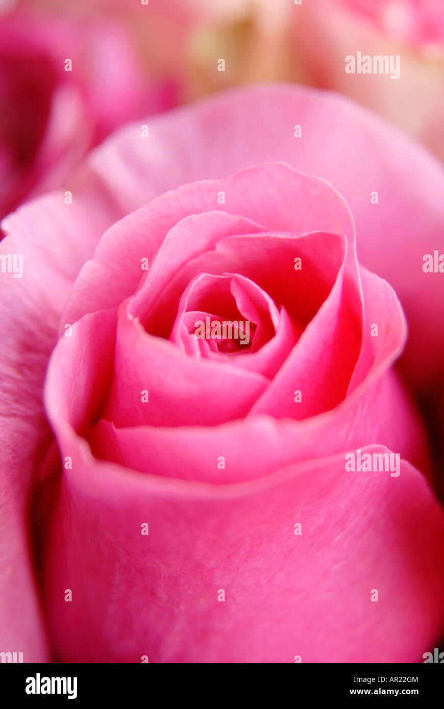 Rose Rose close-up Banque D'Images