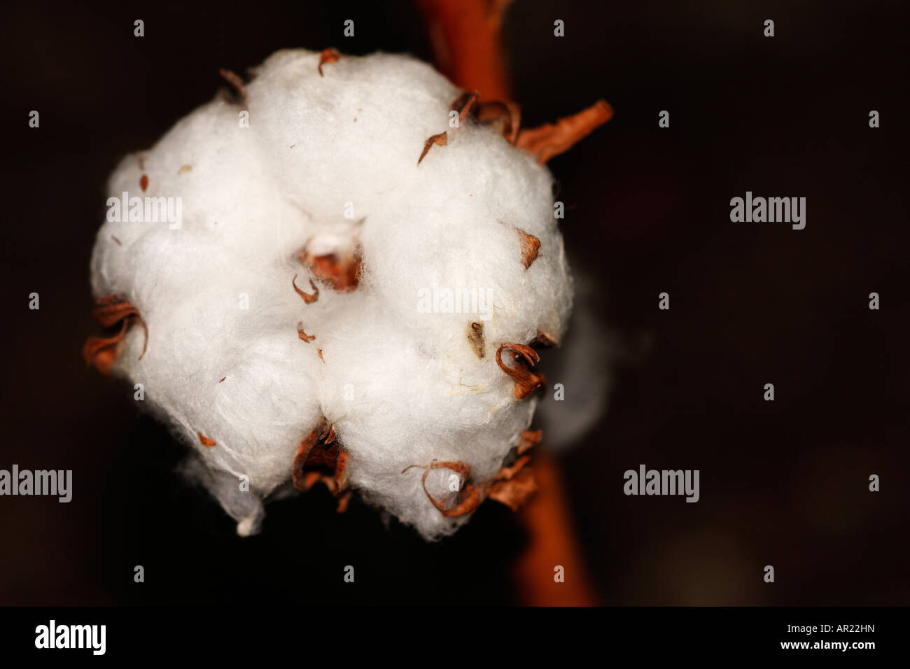 [L'USINE DE COTON Gossypium thurberi], 'close up' Fleur macro montrant blanches boll détail contre "fond noir" Banque D'Images