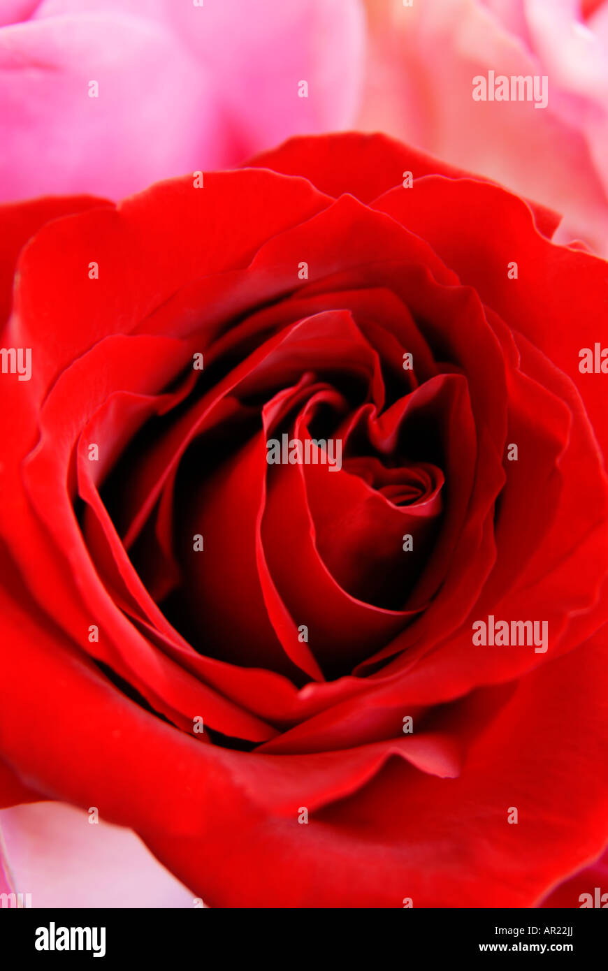 Rose rouge close-up Banque D'Images