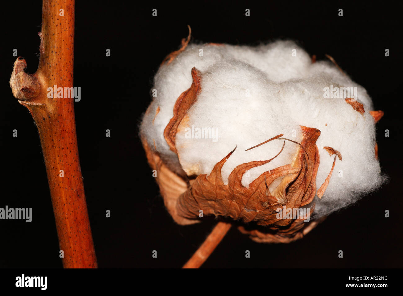 [L'USINE DE COTON Gossypium thurberi], 'close up' Fleur macro montrant blanches boll détail contre "fond noir" Banque D'Images