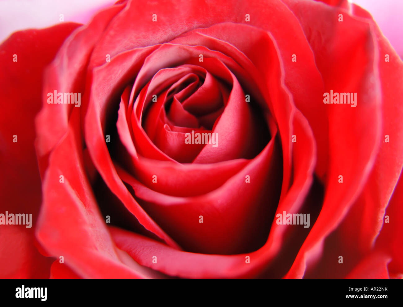 Rose rouge Banque D'Images