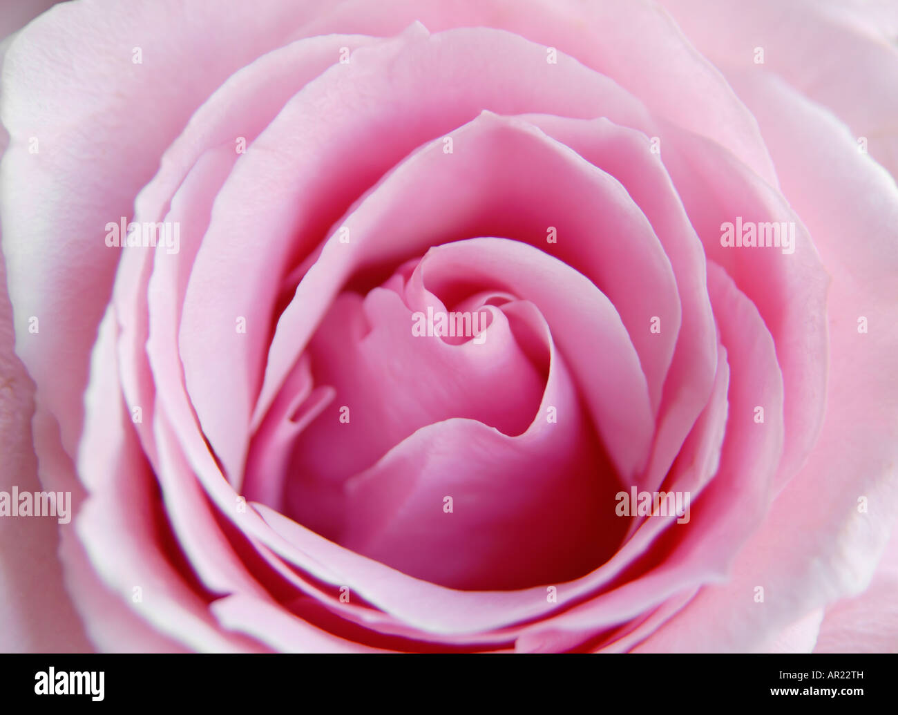 Rose Rose close-up Banque D'Images