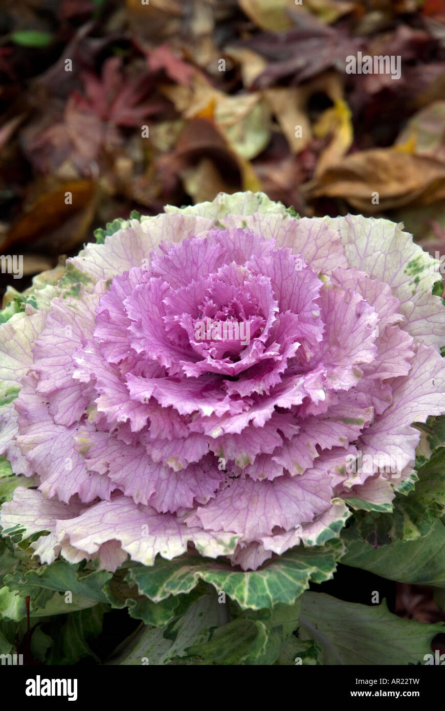 Kale à vendre pour sportifs Washington Banque D'Images