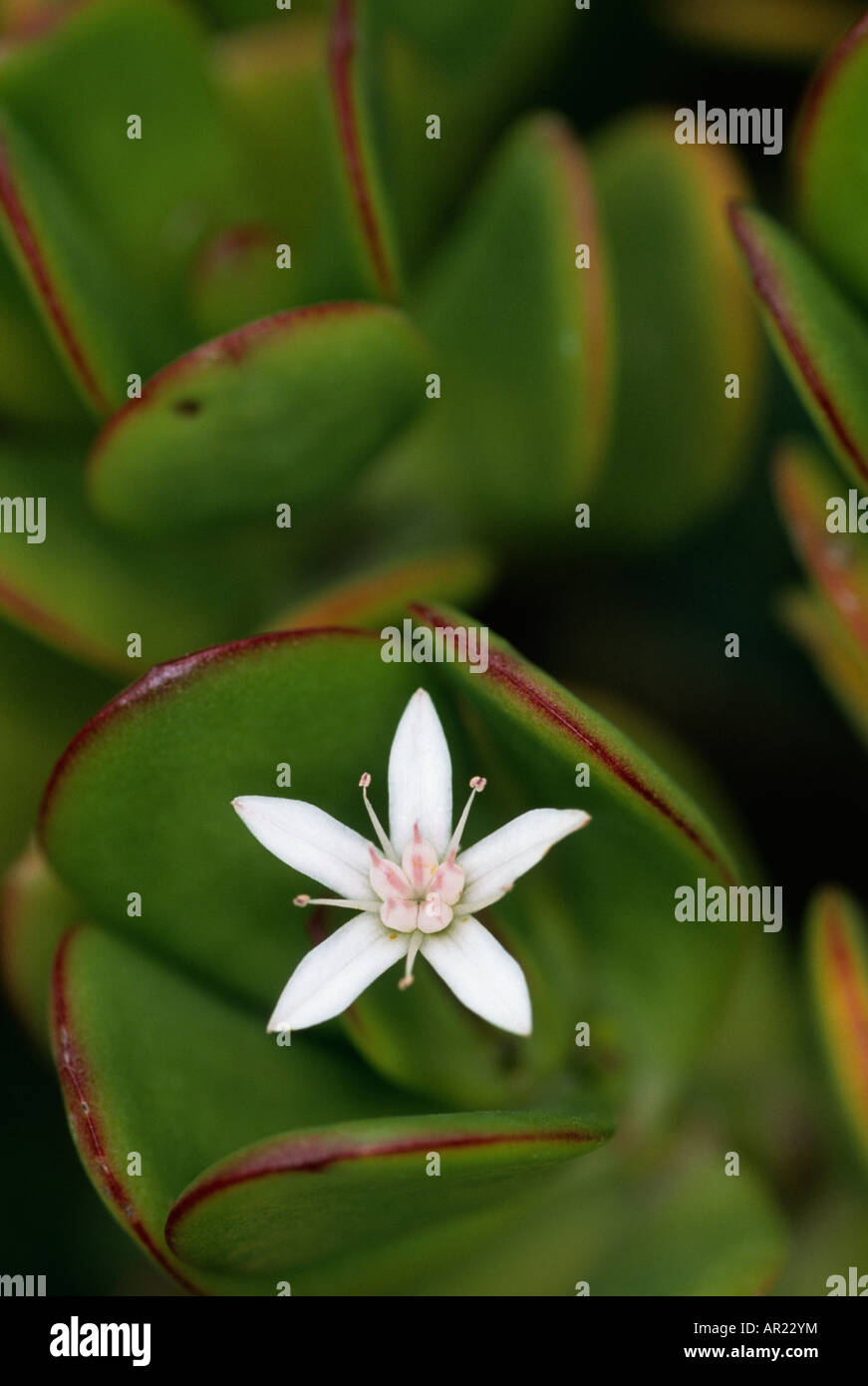 Fleur Crassula argentea Banque D'Images