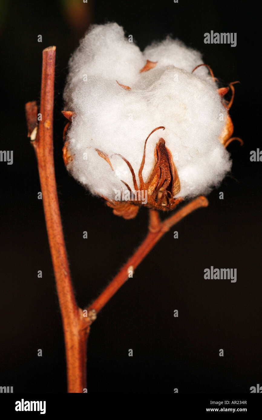 [L'USINE DE COTON Gossypium thurberi], 'close up' Fleur macro montrant blanches boll détail contre "fond noir" Banque D'Images