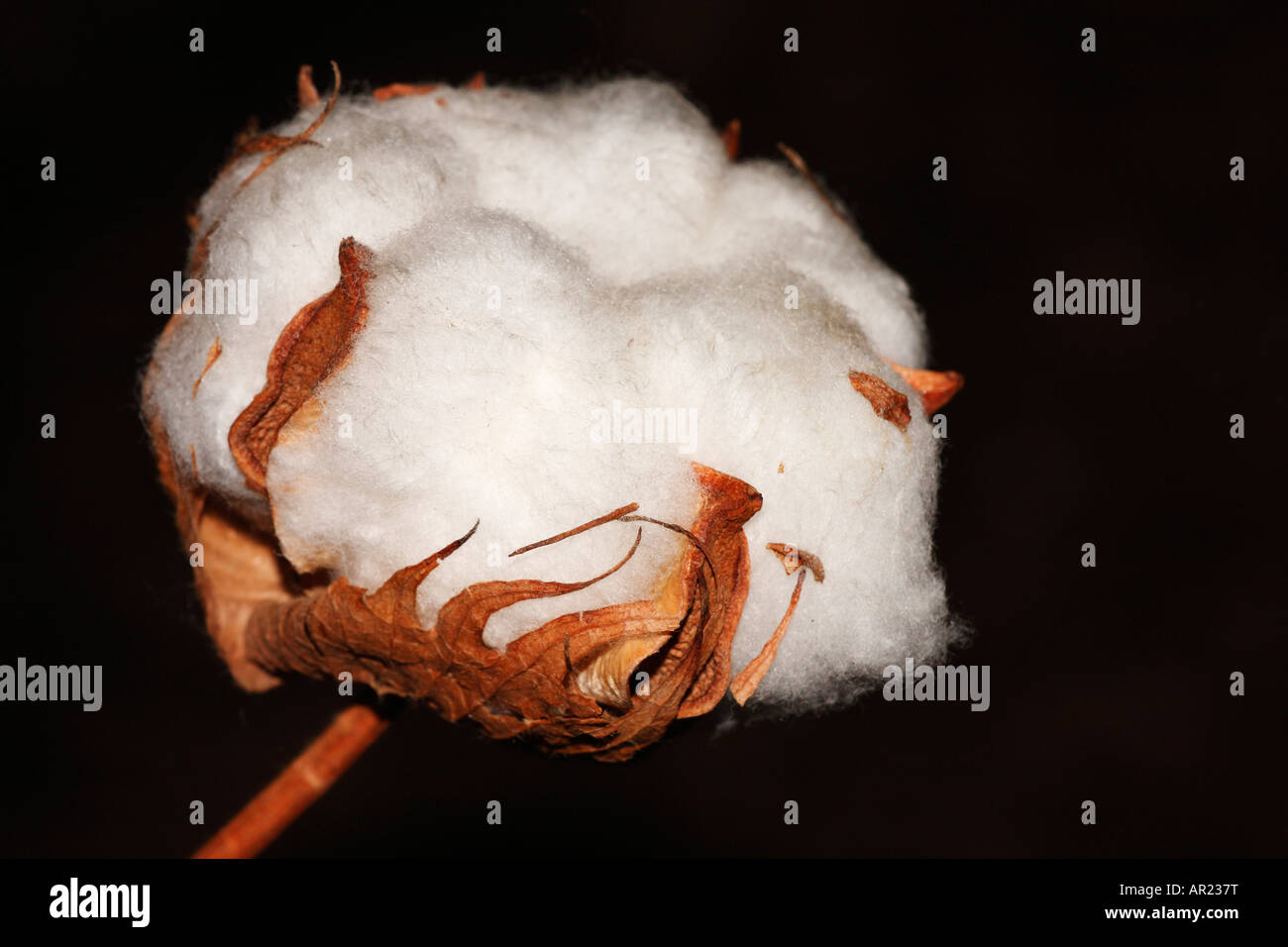 [L'USINE DE COTON Gossypium thurberi], 'close up' Fleur macro montrant blanches boll détail contre "fond noir" Banque D'Images