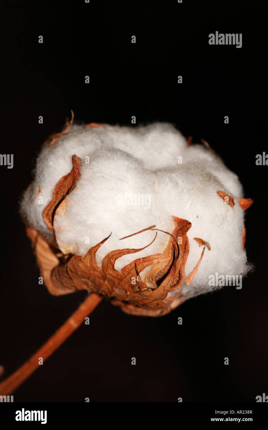 [L'USINE DE COTON Gossypium thurberi], 'close up' Fleur macro montrant blanches boll détail contre "fond noir" Banque D'Images