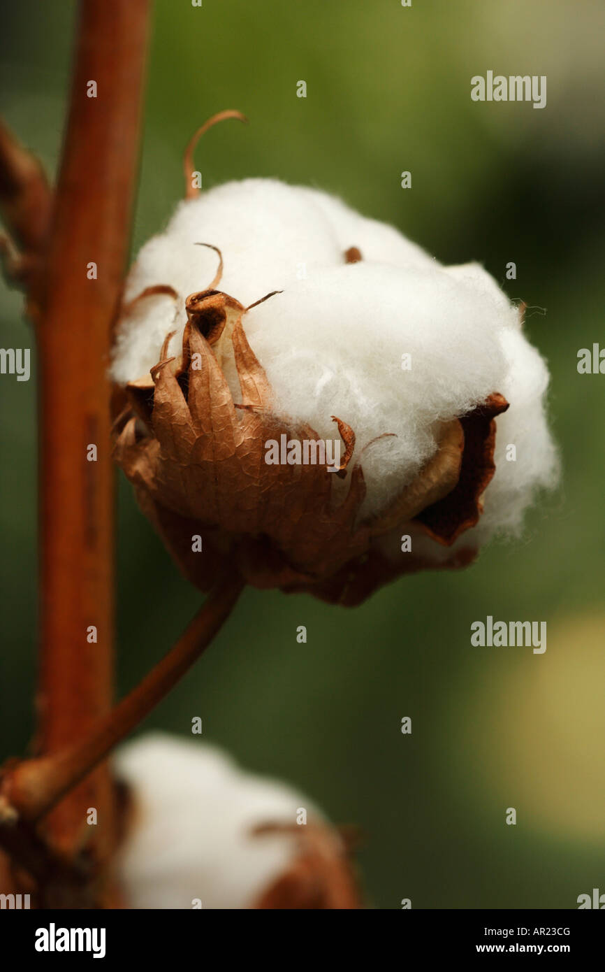 [L'USINE DE COTON Gossypium thurberi], 'close up' Fleur macro montrant blanches boll détail Banque D'Images