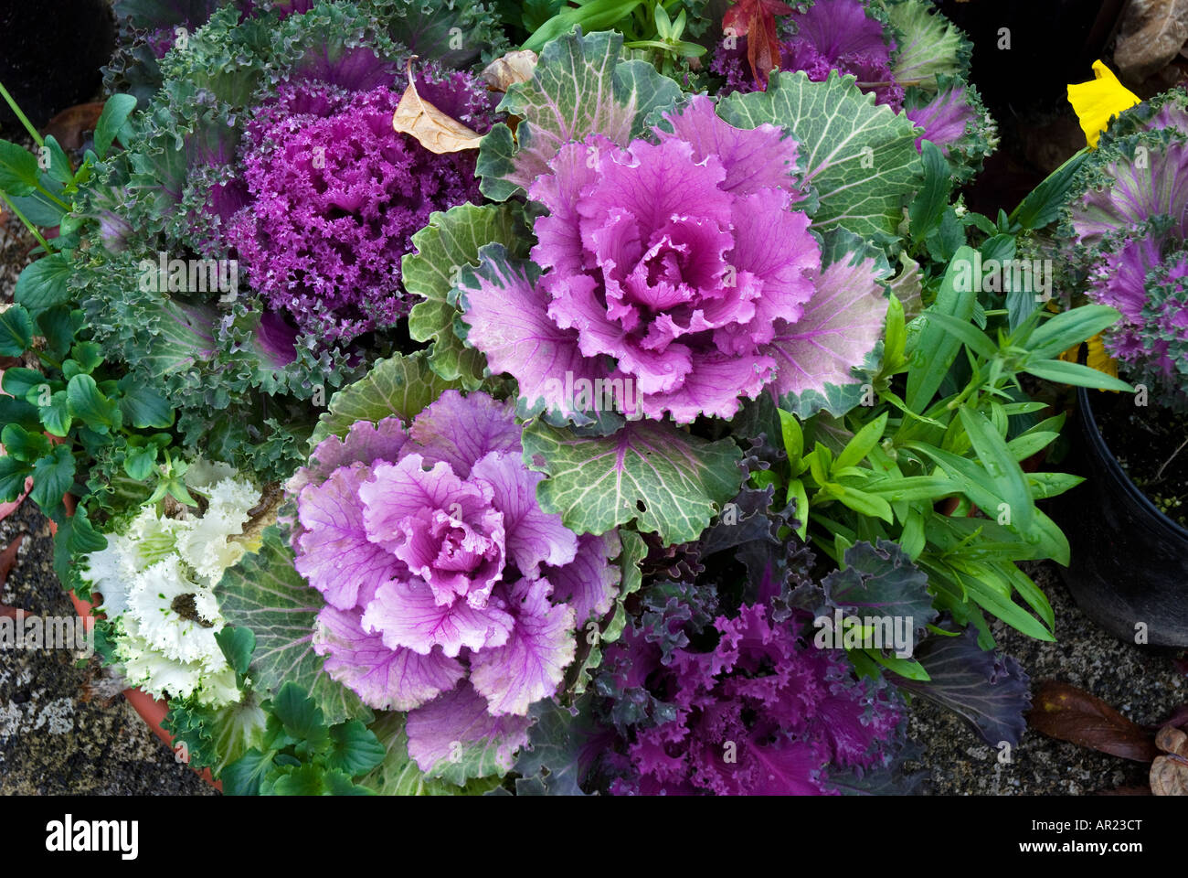 Kale à vendre pour sportifs Washington Banque D'Images