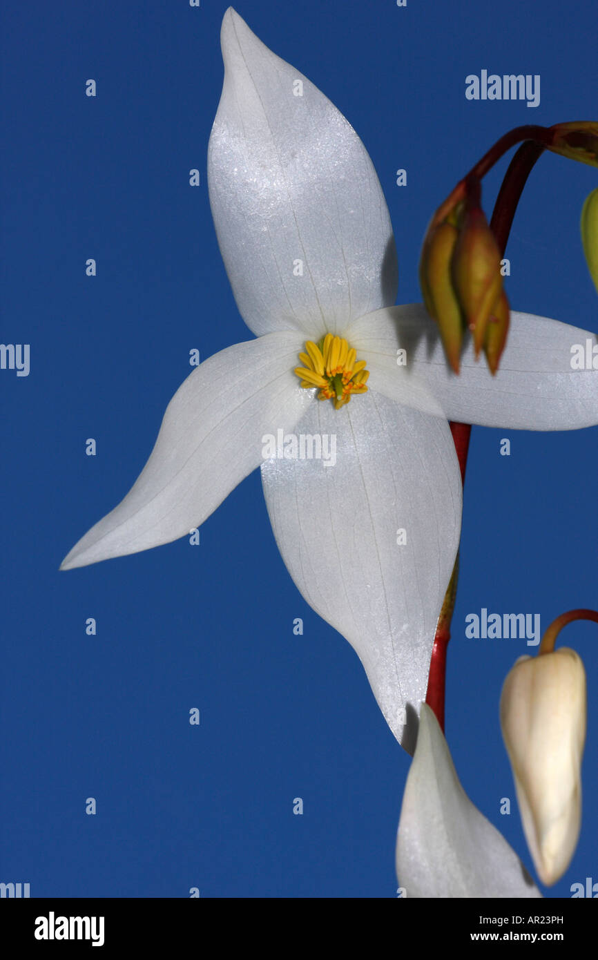 'Pitcher' ou 'Marsh Pitcher Plant' [Heliamphora nutans], 'close up' Fleur détail contre [fond bleu] Banque D'Images