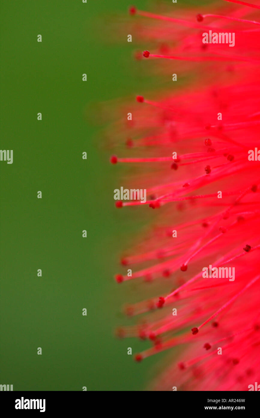 [Rouge] [Powder Puff Calliandra haematocephala], 'close up' Fleur contre [fond vert], abstract macro image Banque D'Images