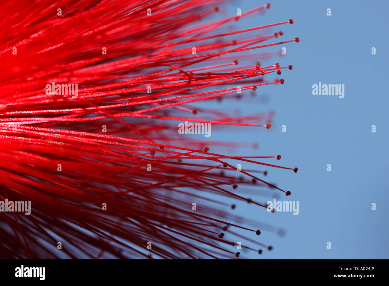 [Rouge] [Powder Puff Calliandra haematocephala], 'close up' Fleur détail contre [fond bleu], abstract macro image Banque D'Images