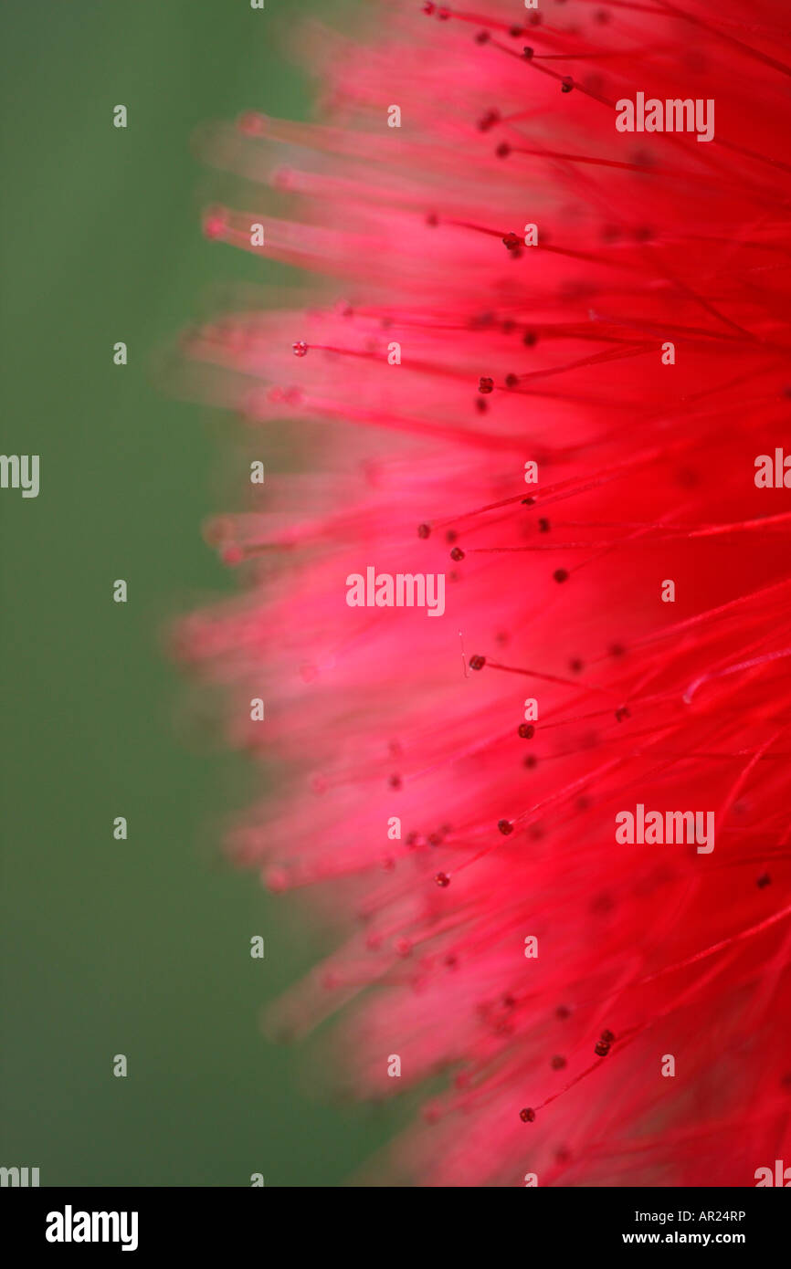 [Rouge] [Powder Puff Calliandra haematocephala], 'close up' Fleur contre [fond vert], abstract macro image Banque D'Images