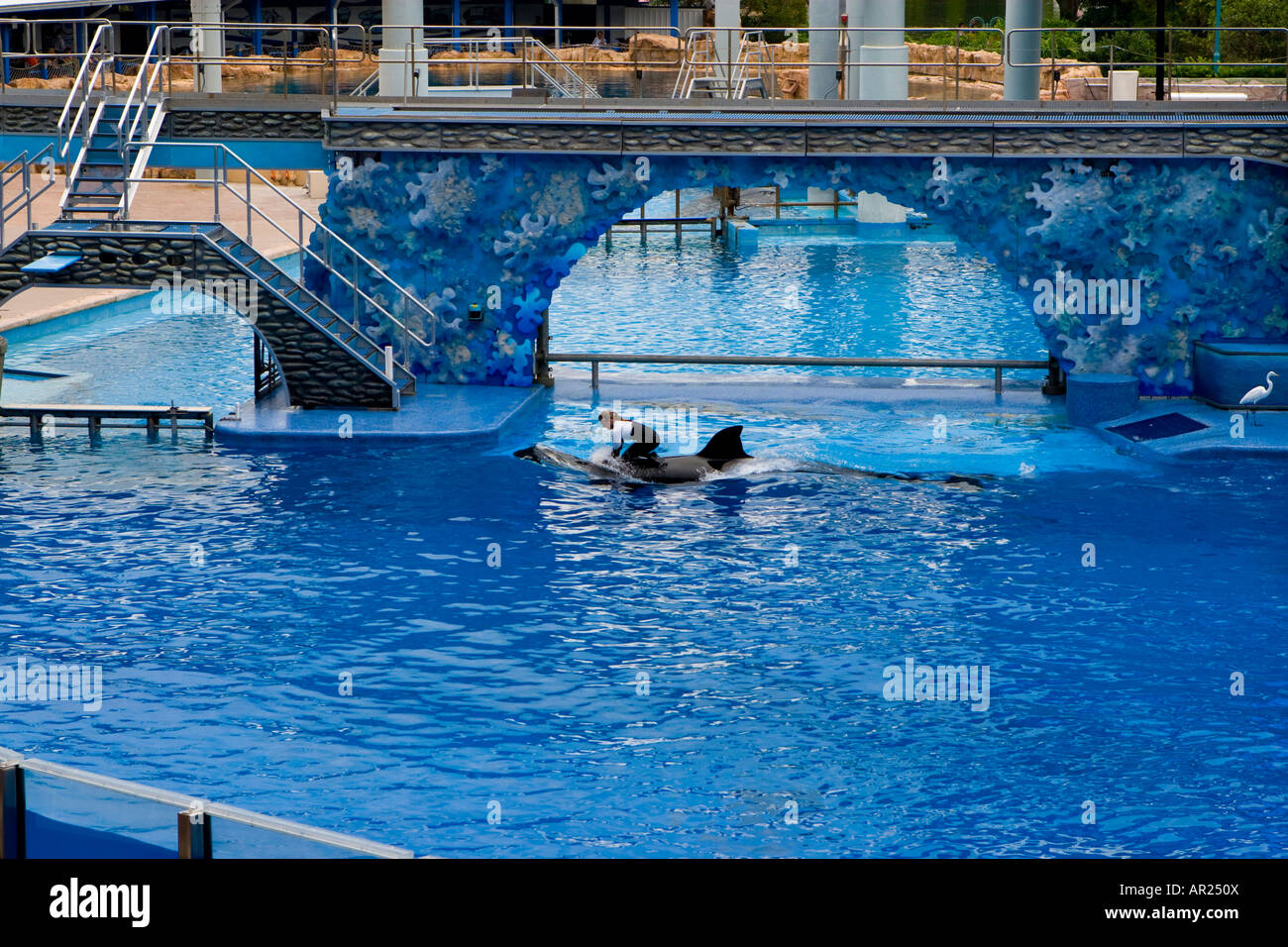 L'Orque Shamu Seaworld à Orlando, Floride USA Banque D'Images