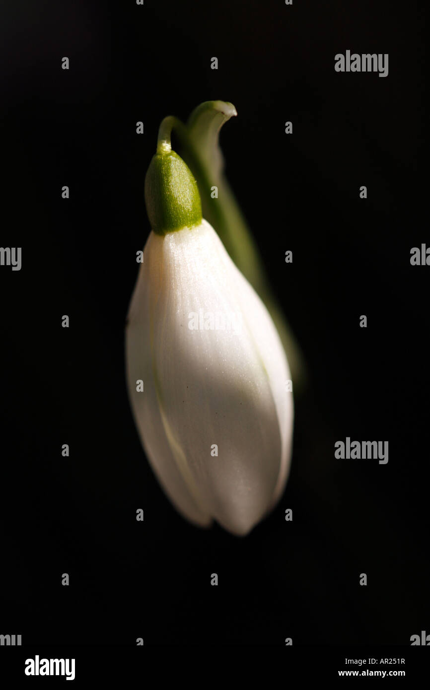 [Snowdrop Galanthus nivalis] contre [fond noir], 'close up' macro fleur bourgeon fermé montrant à la lumière du soleil, England, UK Banque D'Images