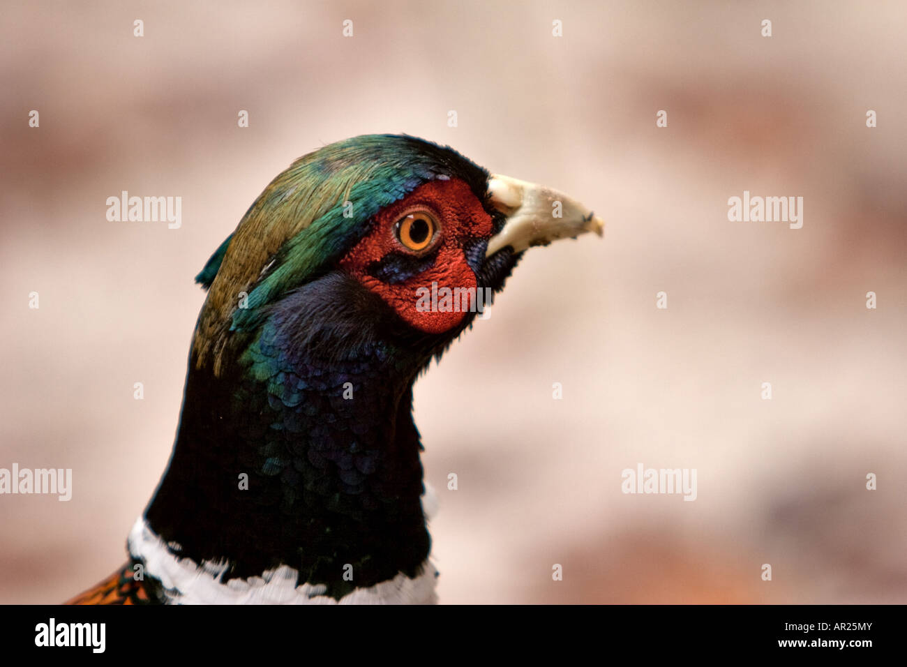Détail de la tête d'un faisan commun. Banque D'Images