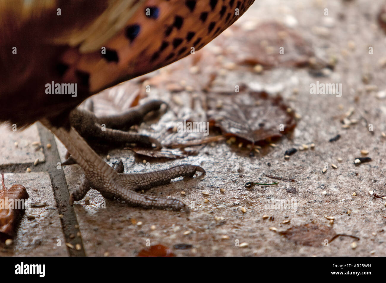Détail des pieds et talons d'un faisan commun. Banque D'Images