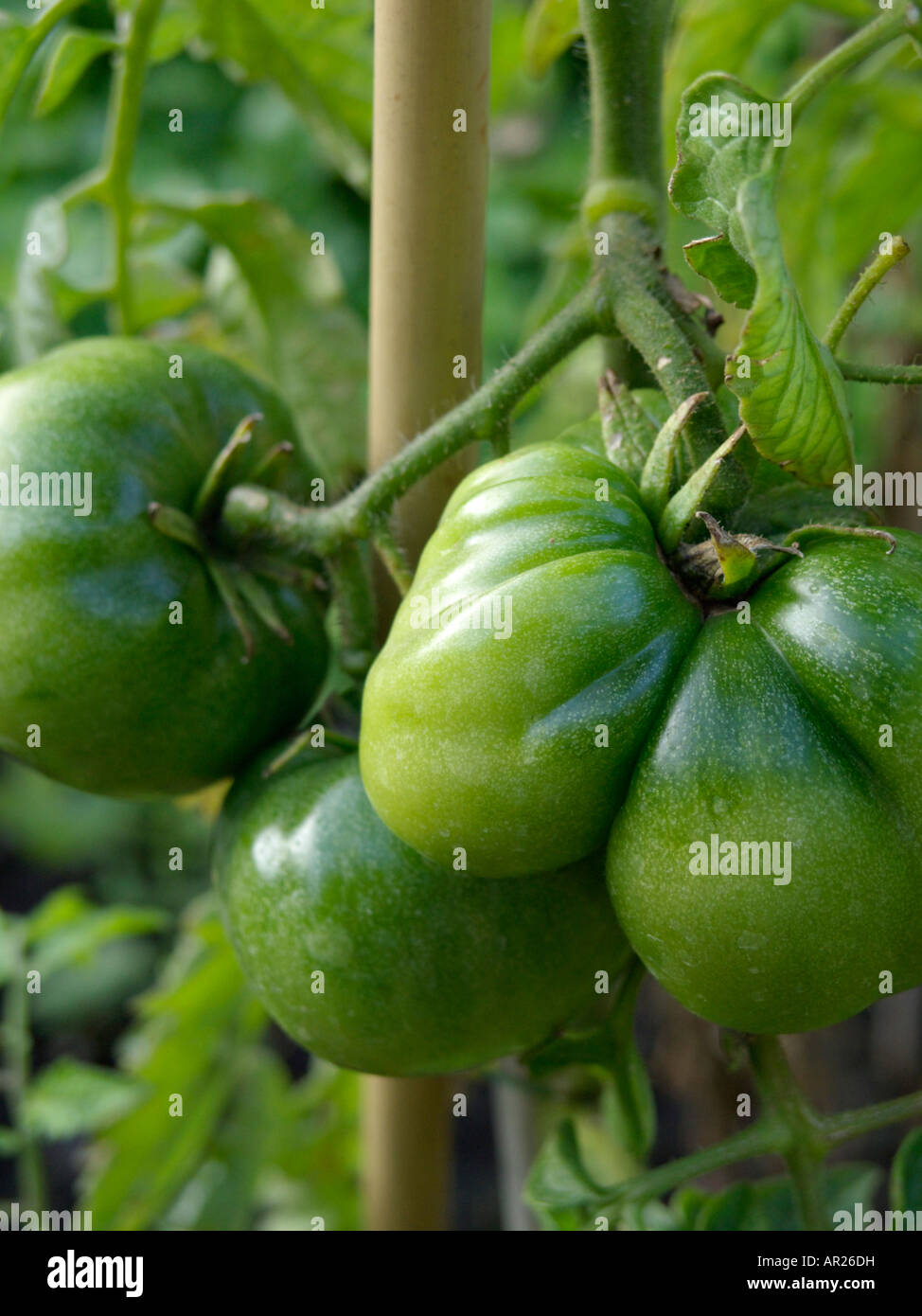 La tomate (Lycopersicon esculentum) Banque D'Images