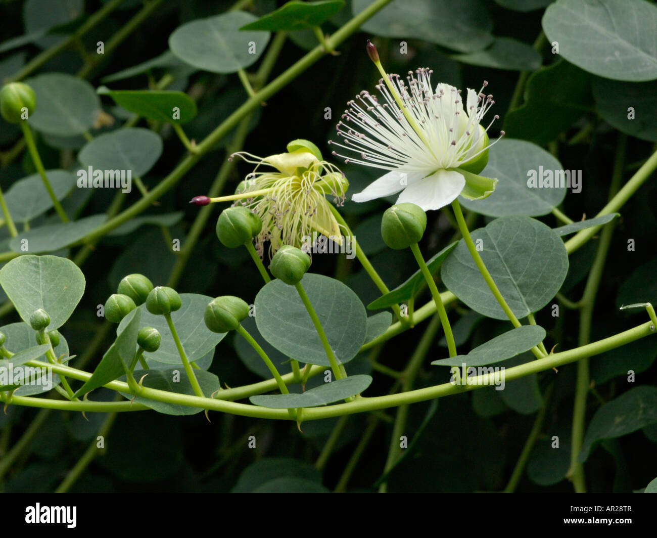 Caper plant (Capparis spinosa) Banque D'Images