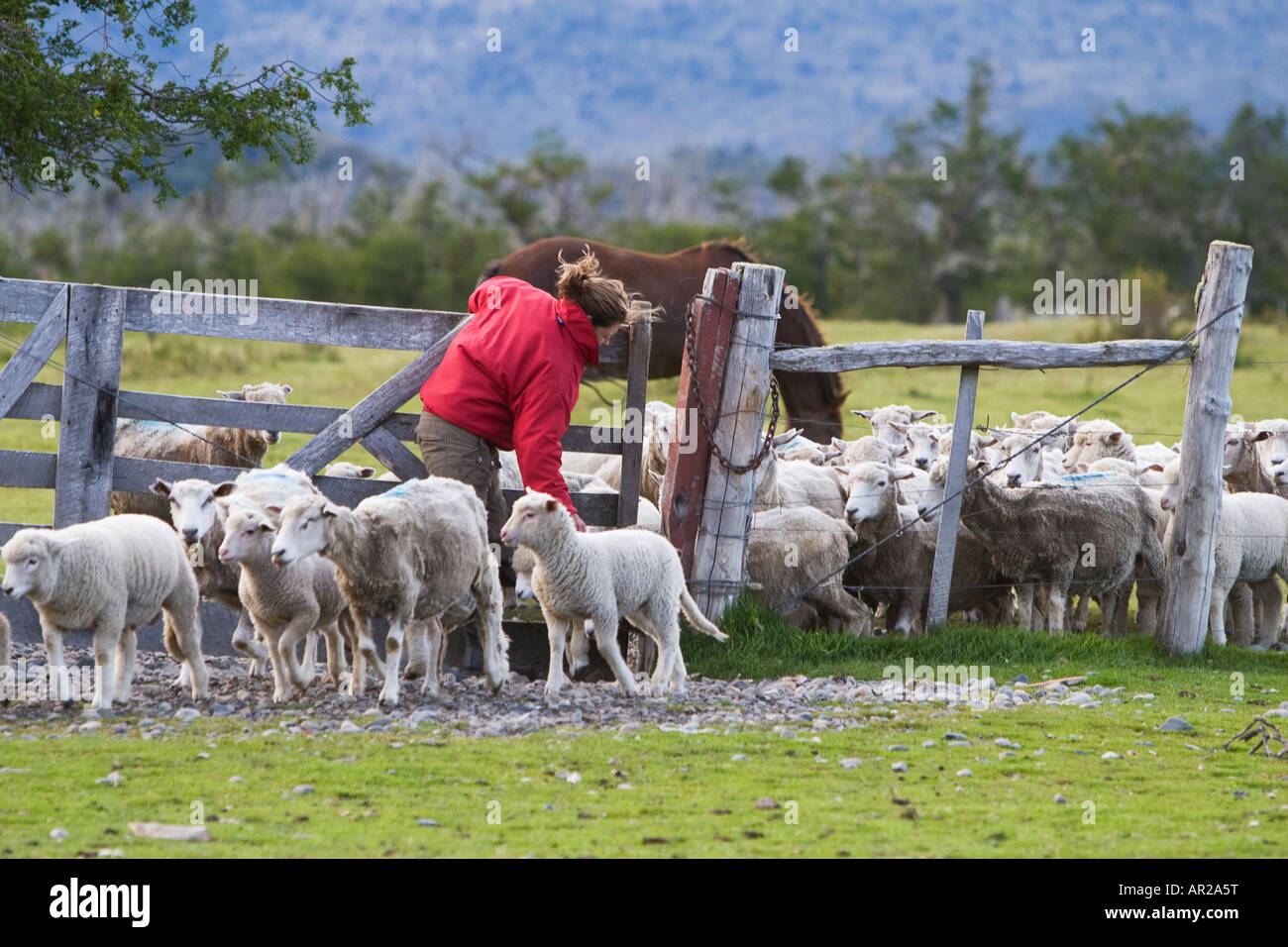 Compter les moutons Rio Serrano Patagonie Magallanes Région Patagonie Chili Banque D'Images