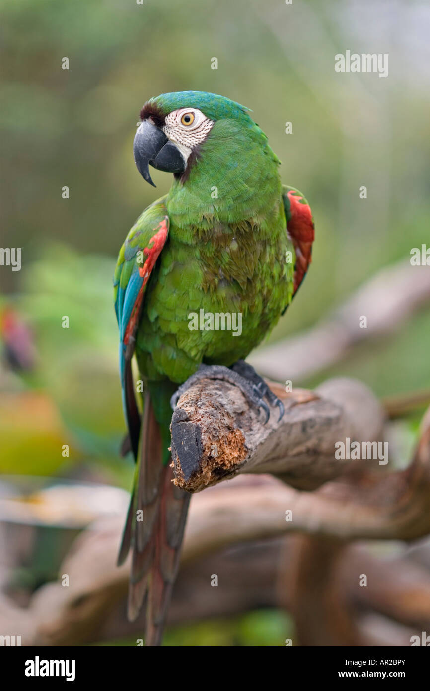 La Macaw frontée de châtaignier ou la Macaw sévère est originaire du nord de l'Amérique du Sud Banque D'Images La Macaw frontée de châtaignier ou la Macaw sévère est originaire du nord de l'Amérique du Sud Banque D'Images