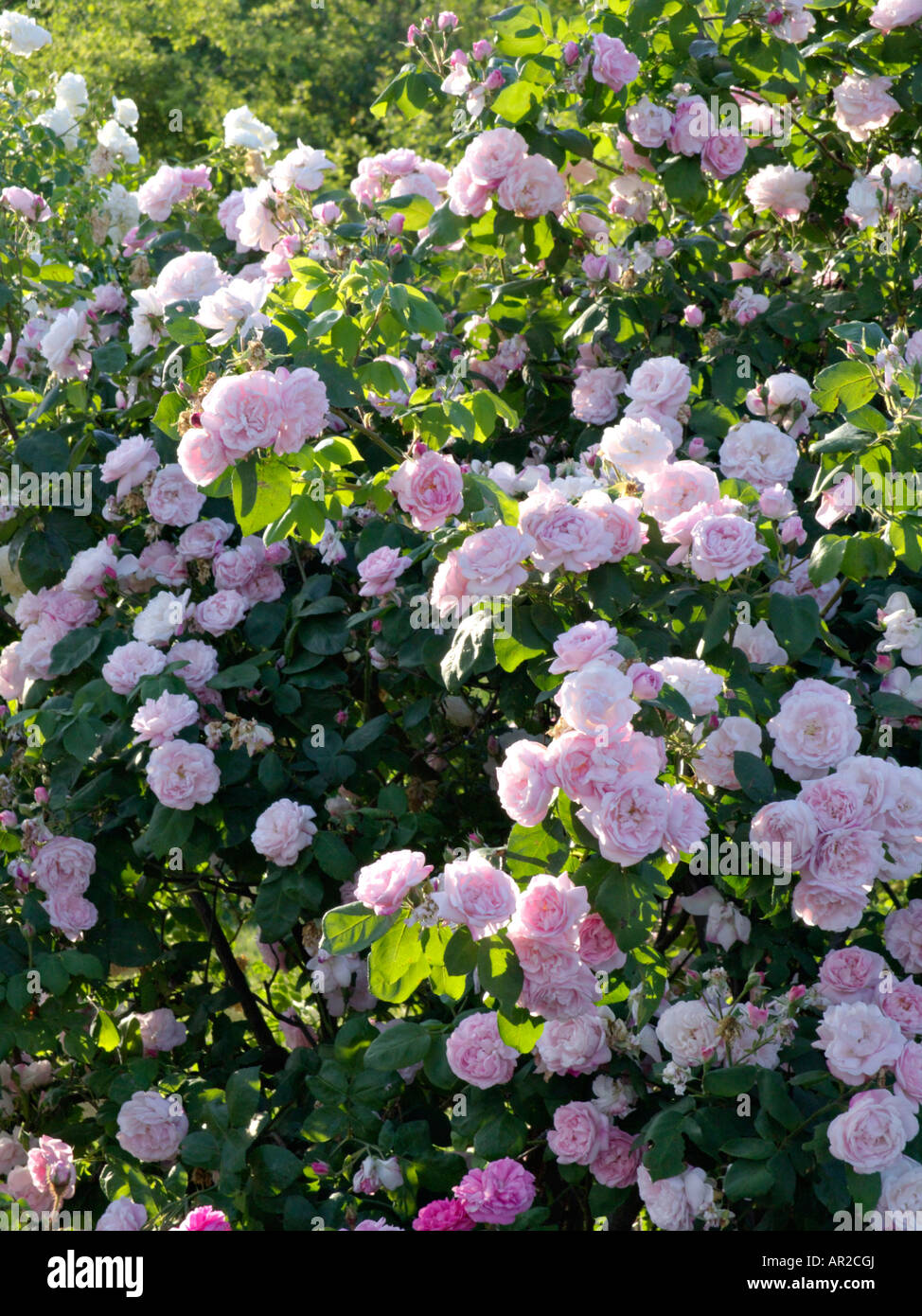 Le chou rose (Rosa x 'centifolia fantin-latour') Banque D'Images