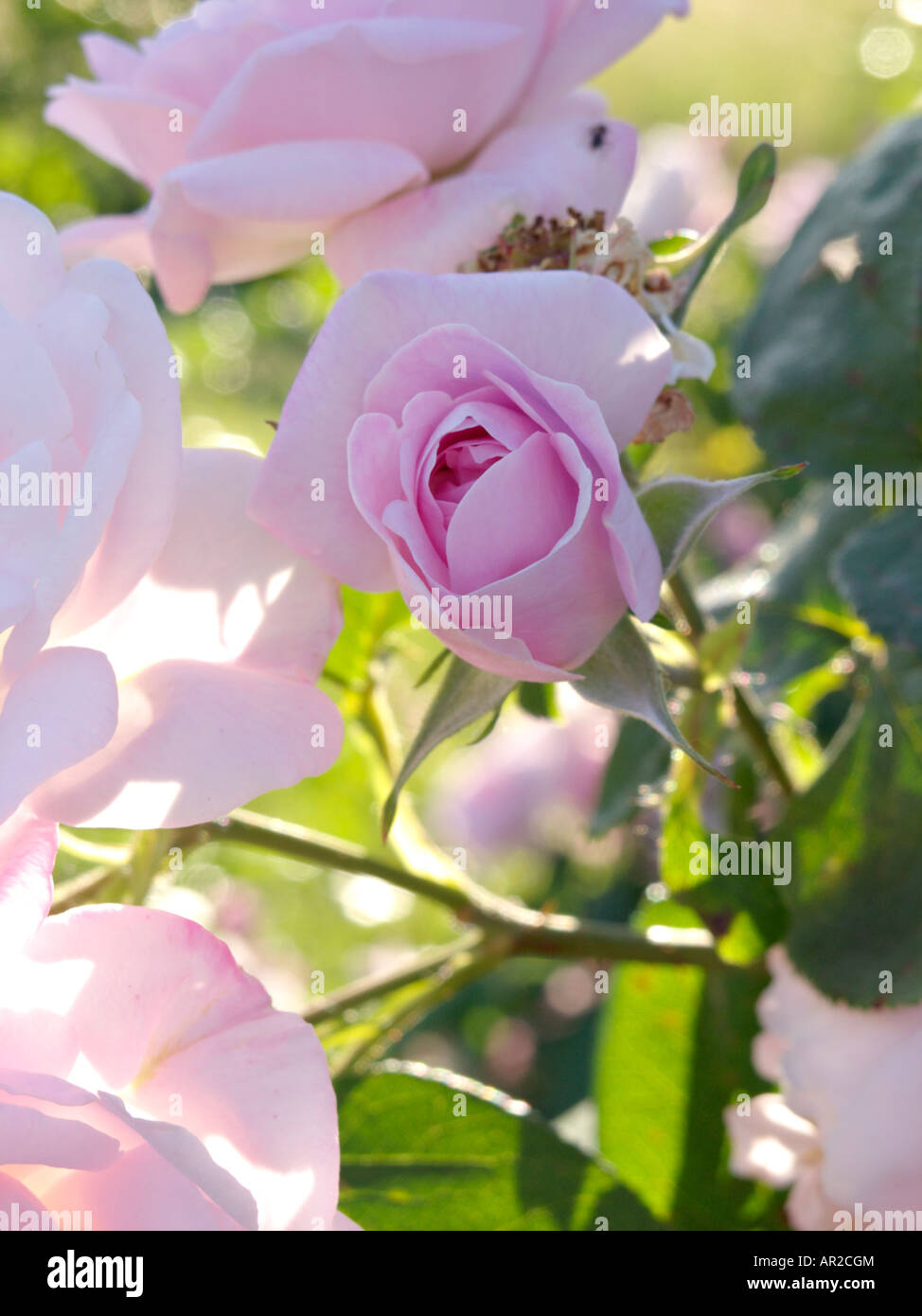 Le chou rose (Rosa x 'centifolia fantin-latour') Banque D'Images