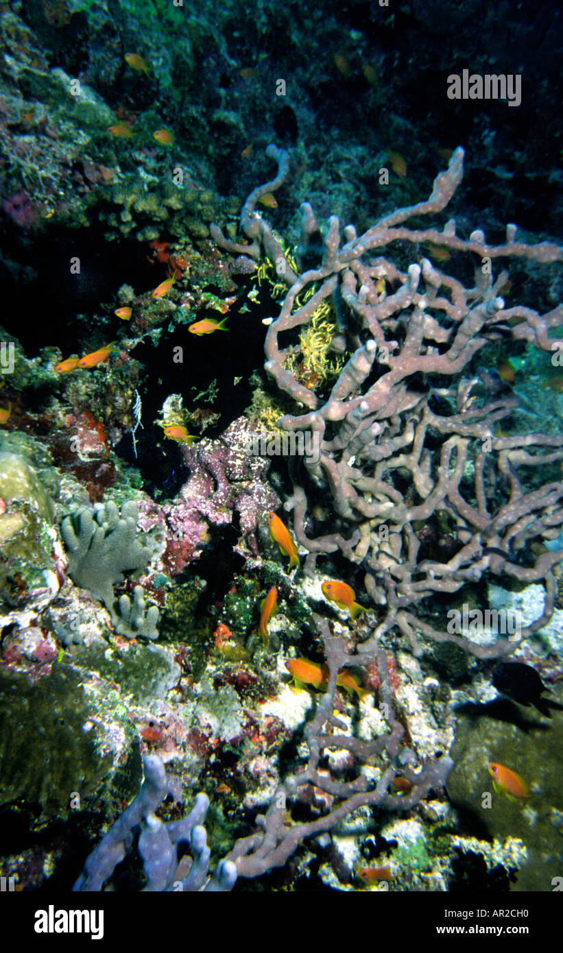 Maldives sous l'eau du poisson rouge commun Anthias Squampinnis dans jardin de corail Banque D'Images