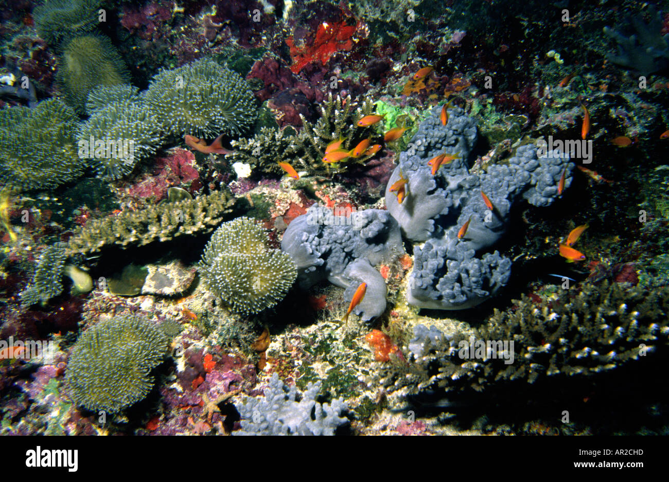 Maldives sous l'eau du poisson rouge commun Anthias Squampinnis avec les coraux et les anémones Banque D'Images