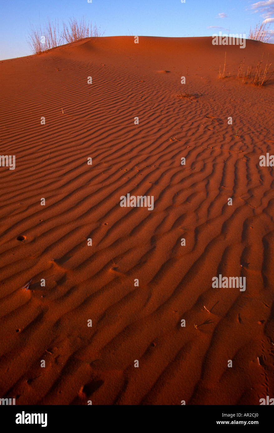 L'Afrique du Kgalagadi Transfrontier Park dunes de sable rouge au coucher du soleil dans le désert du Kalahari Banque D'Images