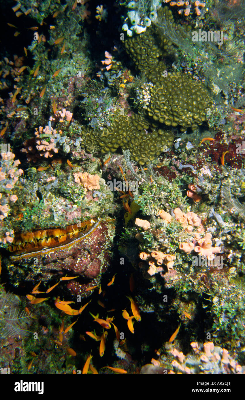Sous l'environnement récifal mixte Maldives poisson rouge commun d'éponges et coraux bénitiers Banque D'Images