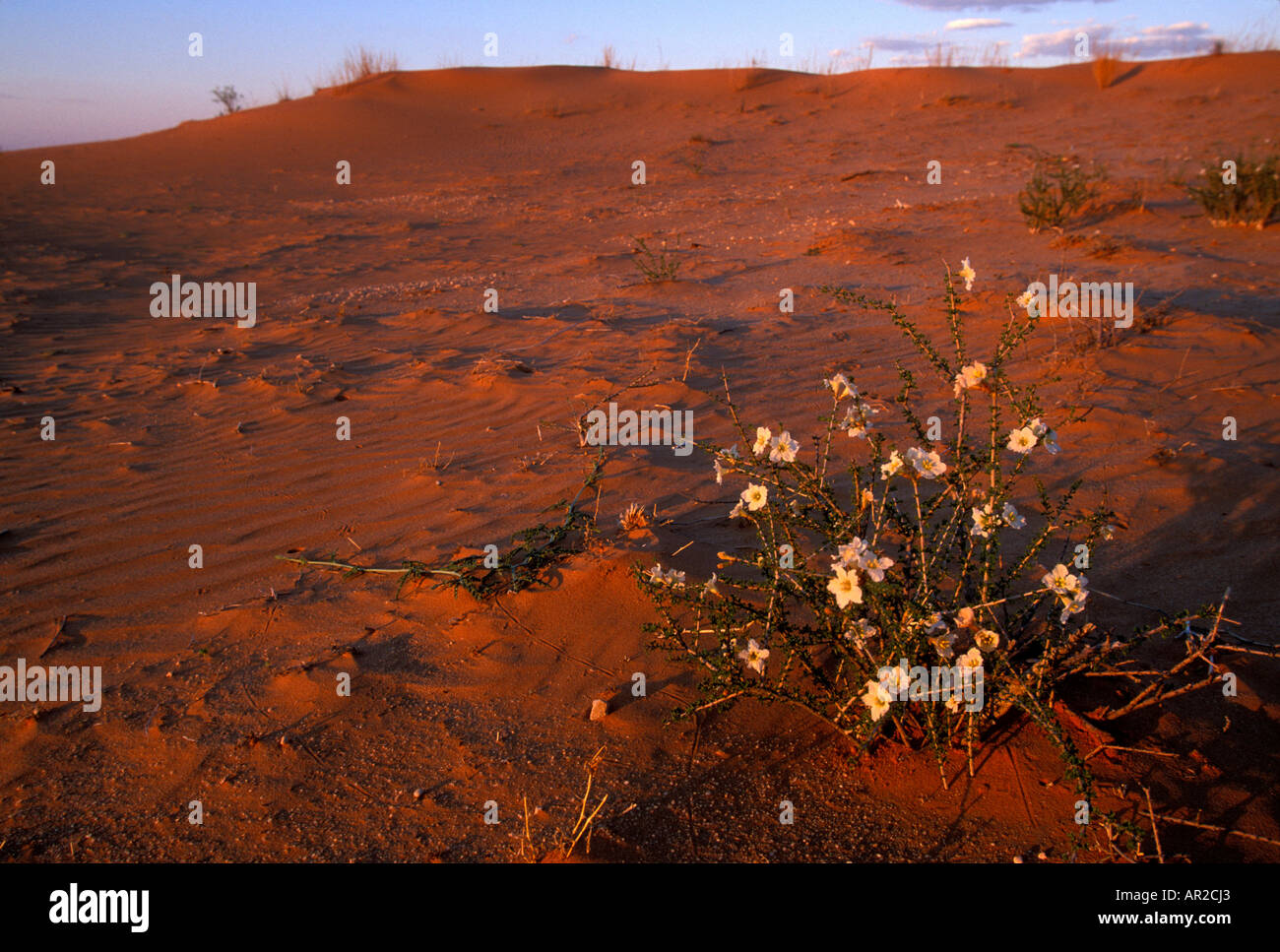 L'Afrique du Kgalagadi Transfrontier Park Fleurs sauvages fleurissent dans les dunes de sable rouge au coucher du soleil dans le désert du Kalahari Banque D'Images