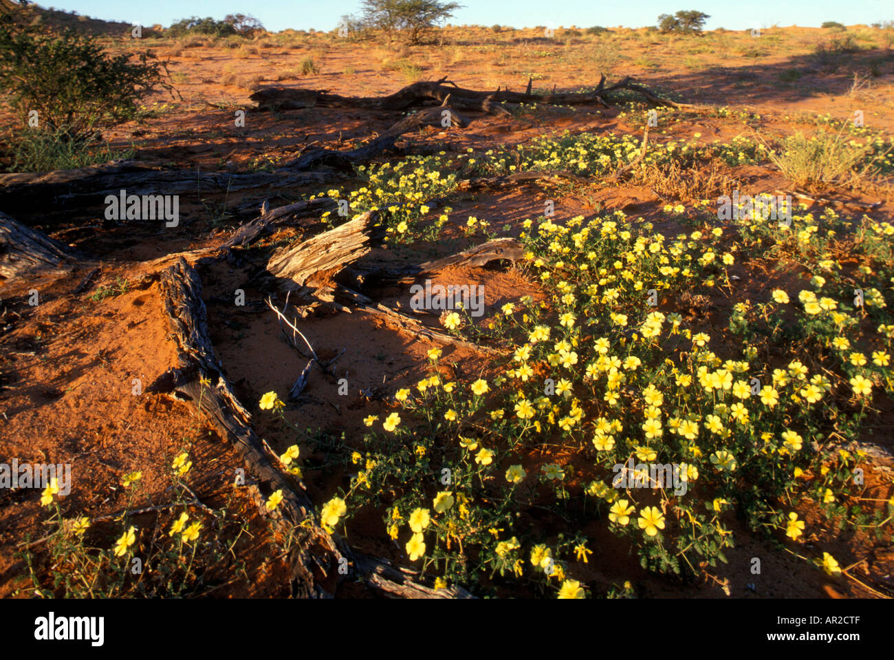 Afrique du Sud Parc transfrontalier de Kgalagadi Wildflowers fleurissent après des pluies dans le sable du désert du Kalahari rouge Banque D'Images