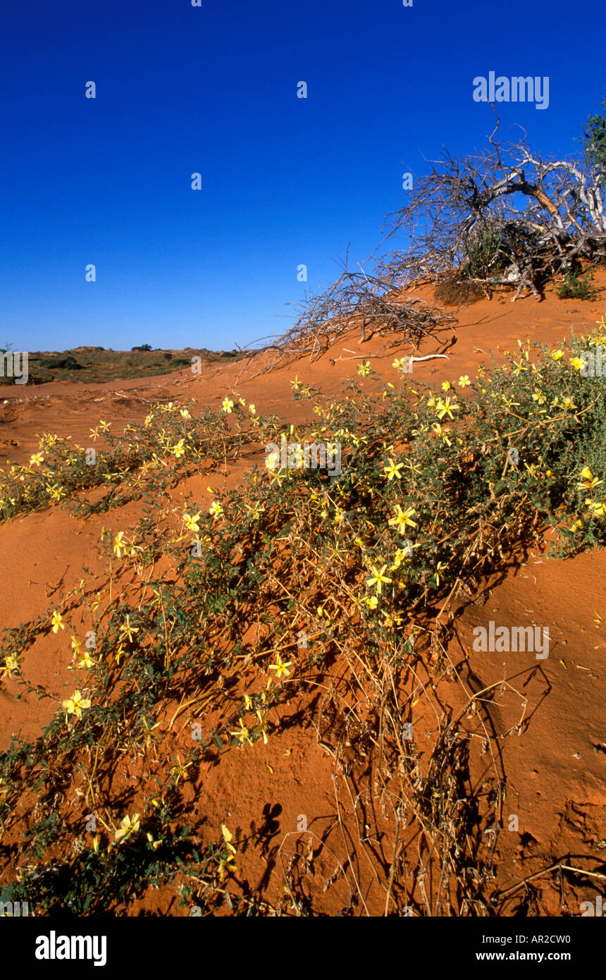 Afrique du Sud Parc transfrontalier de Kgalagadi Wildflowers fleurissent après des pluies dans le sable du désert du Kalahari rouge Banque D'Images