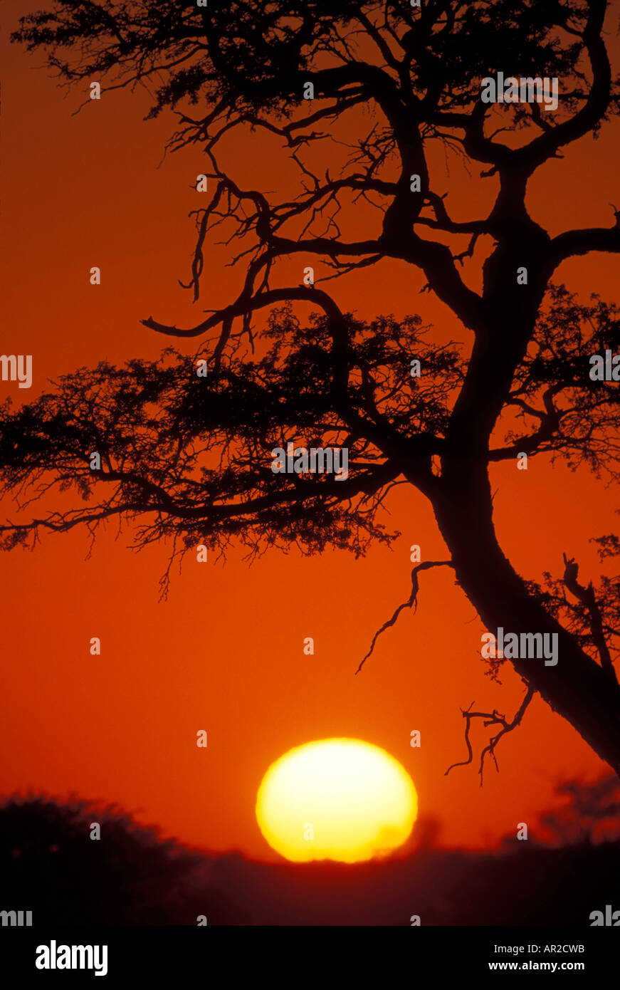L'Afrique du Kgalagadi Transfrontier Park Setting sun lights silhouetté de branches d'arbres dans le désert du Kalahari Banque D'Images