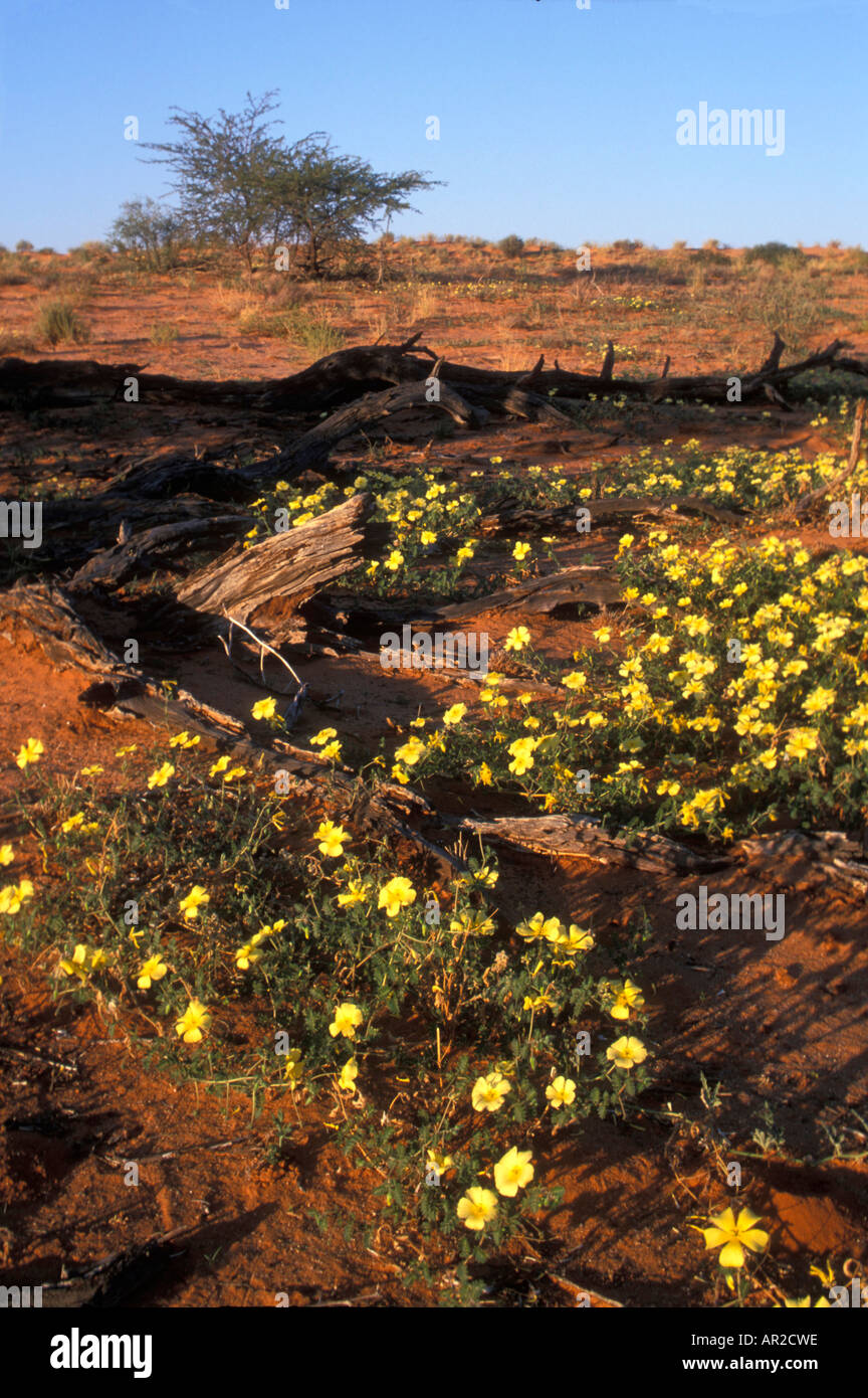 Afrique du Sud Parc transfrontalier de Kgalagadi Wildflowers fleurissent après des pluies dans le sable du désert du Kalahari rouge Banque D'Images