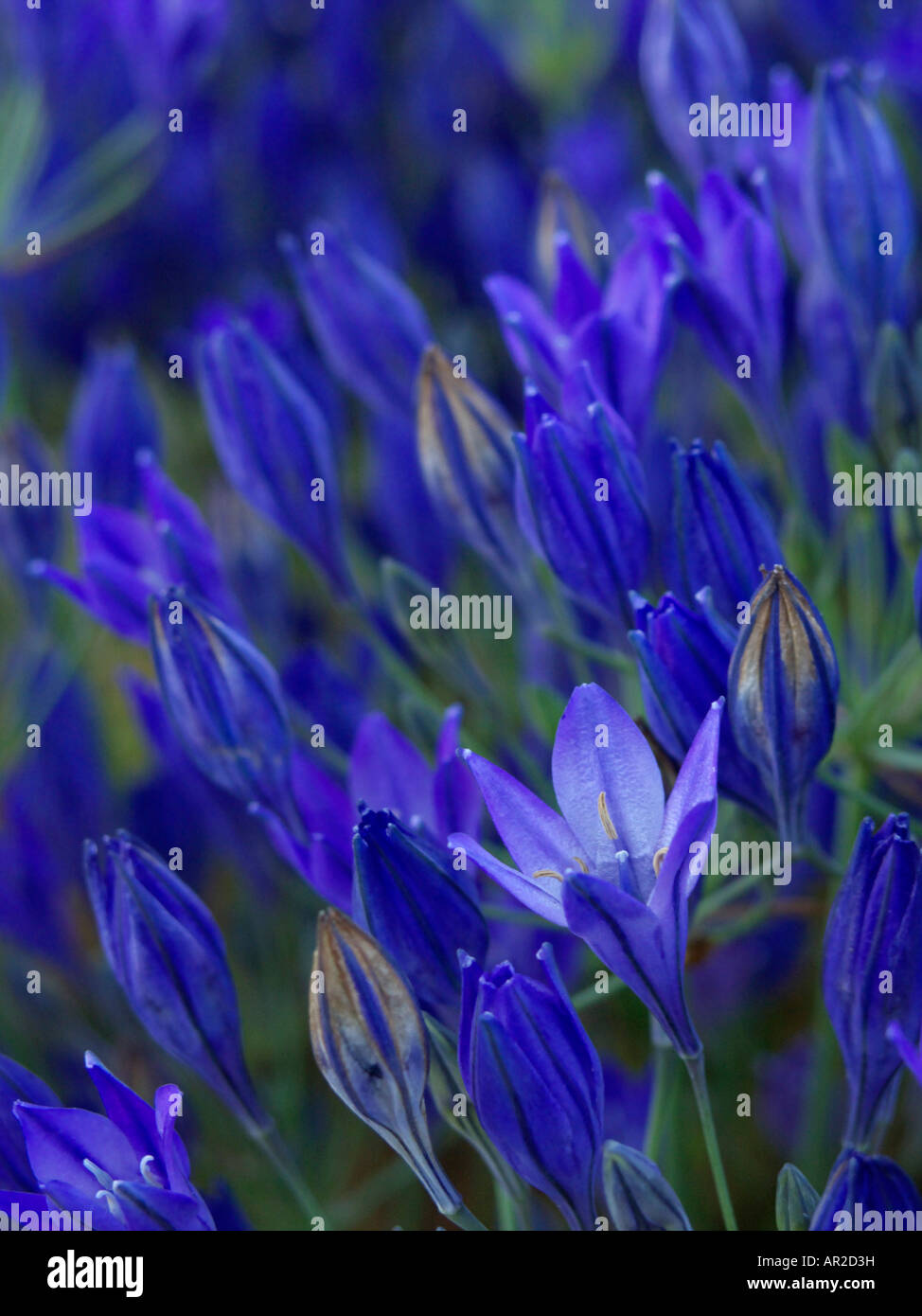 L'épée ithuriel (triteleia laxa syn. brodiaea laxa) Banque D'Images