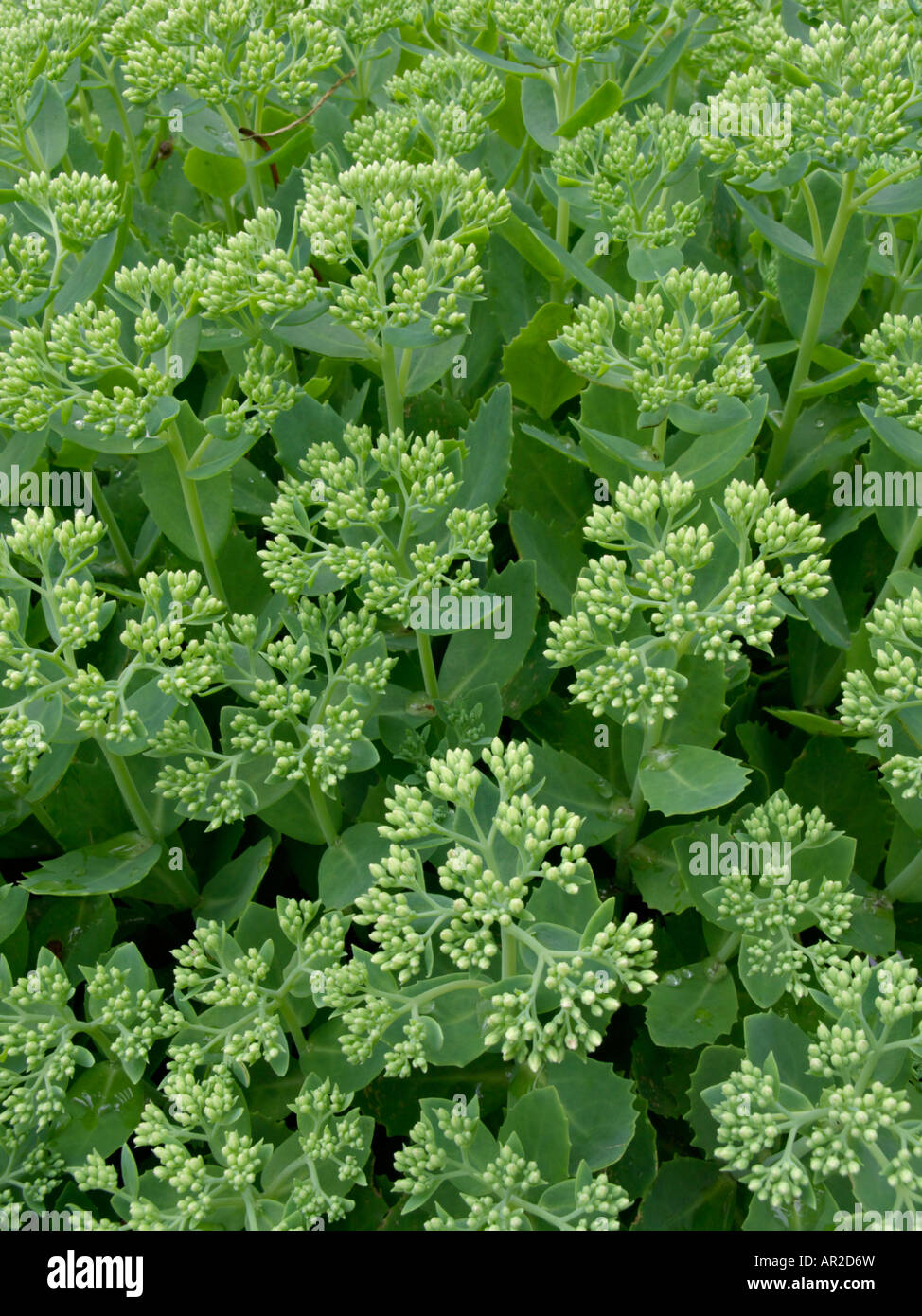 Showy stonecrop Sedum spectabile (syn. hylotelephium spectabile Photo Stock  - Alamy