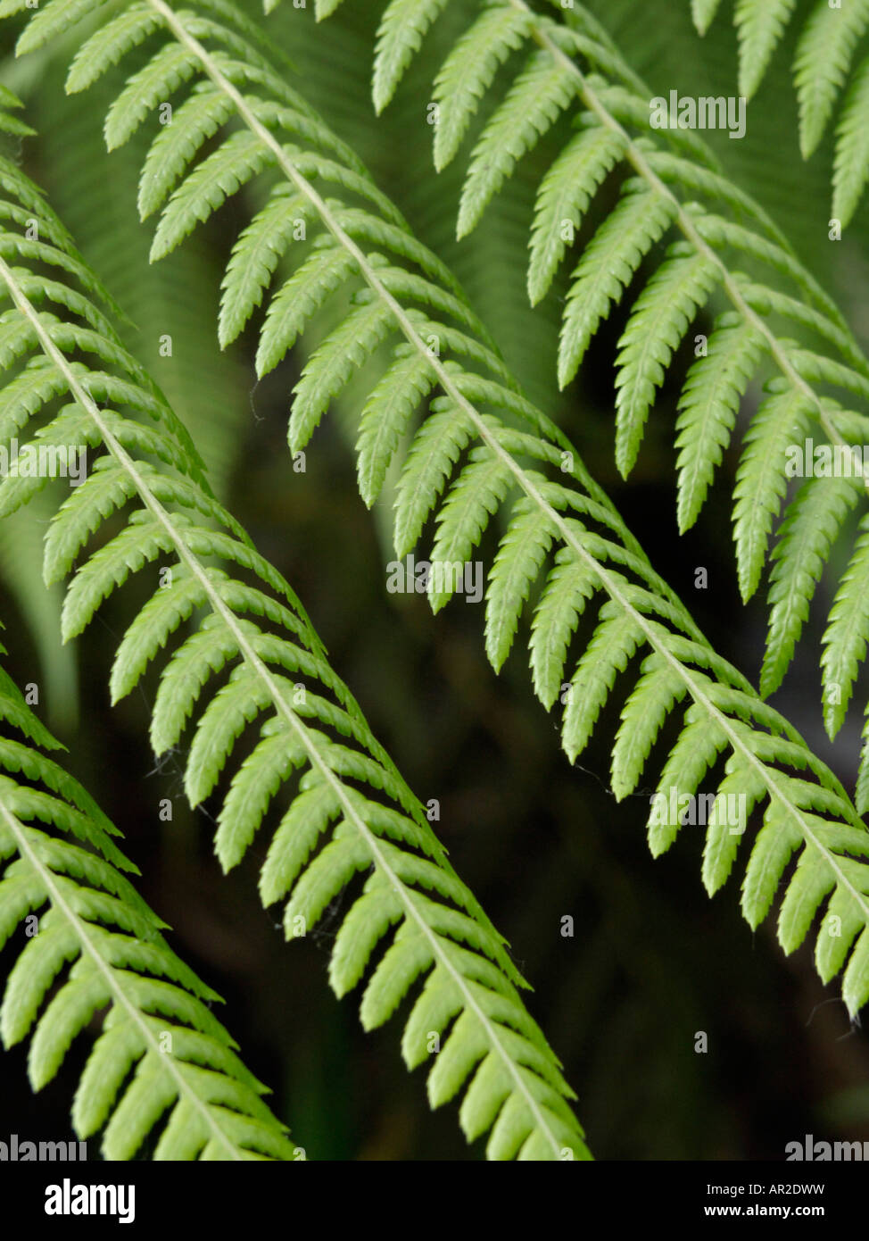 Fougère arborescente (Dicksonia antarctica) Banque D'Images