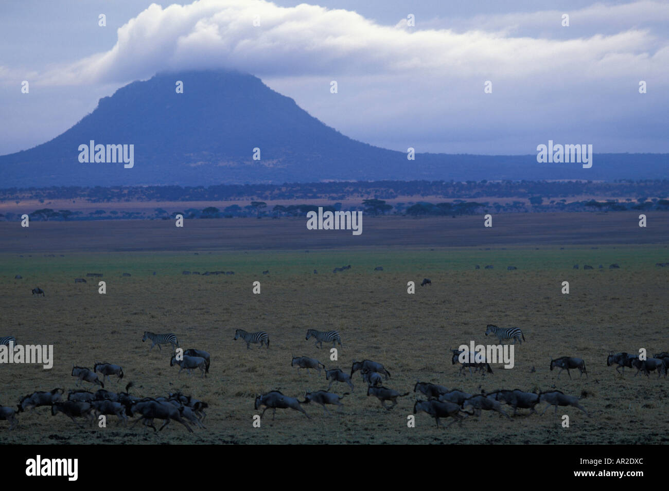 Parc national de Tarangire Tanzanie Afrique zèbre Des Plaines et des troupeaux de gnous se rassemblent à bord de Silale Swamp tôt le matin Banque D'Images